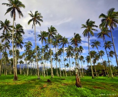 Kauai Palms.jpg